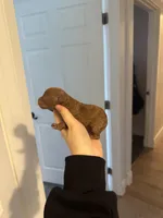 Not Named, a male Poodle - Toy  for sale in Spokane Valley, WA – Photo 2 of 2