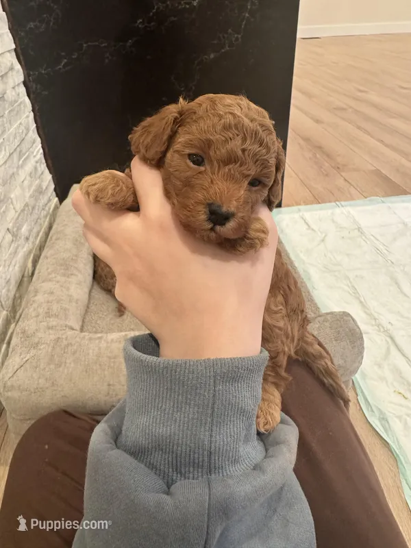 Gom, a male Poodle - Toy  for sale in Spokane Valley, WA – Photo 1 of 5