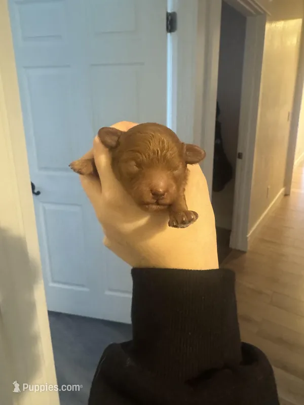 Not Named – Poodle - Toy  puppy for sale in Spokane Valley, WA