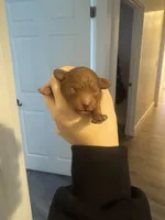 Not Named, a male Poodle - Toy  for sale in Spokane Valley, WA – Photo 1 of 2