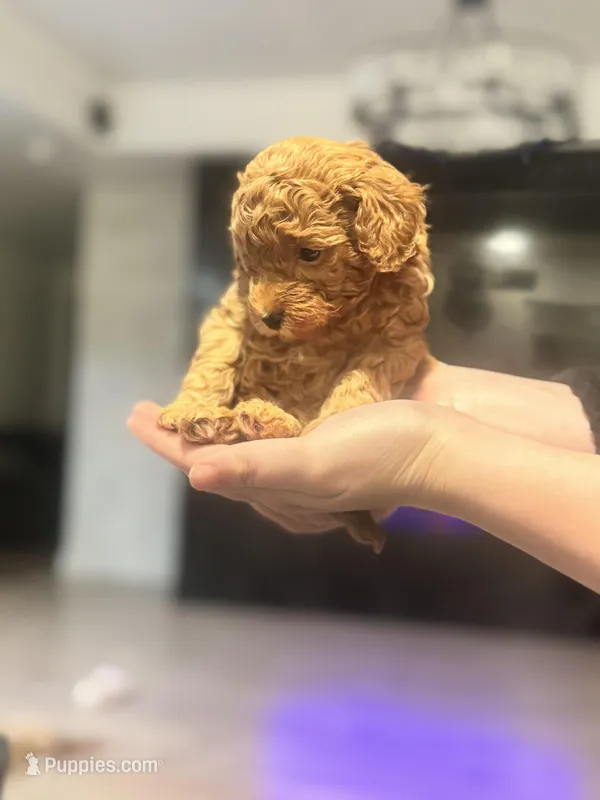 Gom – Poodle - Toy  puppy for sale in Spokane Valley, WA