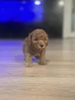 Gom, a male Poodle - Toy  for sale in Spokane Valley, WA – 4 of 6