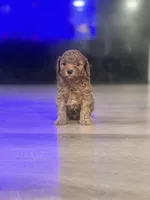 Gom, a male Poodle - Toy  for sale in Spokane Valley, WA – 2 of 6