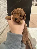 Gom, a male Poodle - Toy  for sale in Spokane Valley, WA – Photo 4 of 5