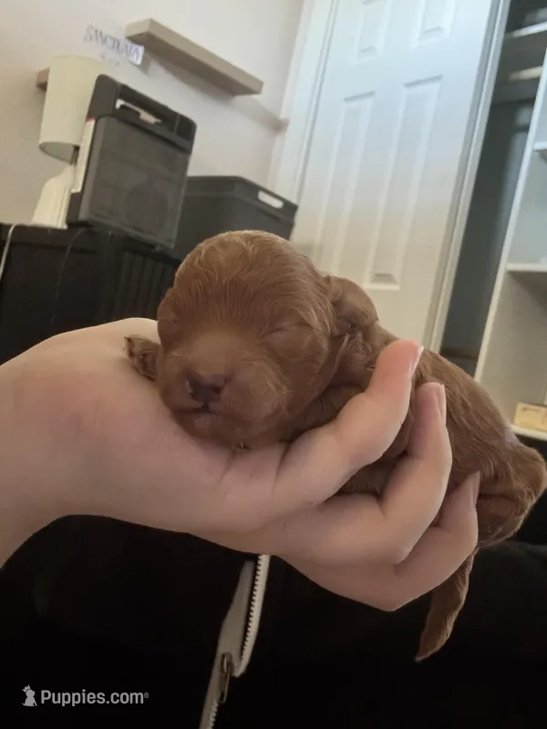 Gom – Poodle - Toy  puppy for sale in Spokane Valley, WA