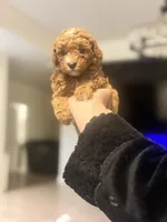 Nari, a female Poodle - Toy  for sale in Spokane Valley, WA – 1 of 5