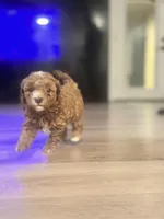 Nari, a female Poodle - Toy  for sale in Spokane Valley, WA – 2 of 5