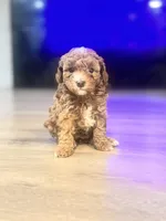 Nari, a female Poodle - Toy  for sale in Spokane Valley, WA – 3 of 5