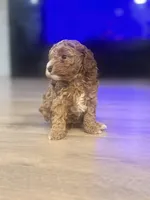 Nari, a female Poodle - Toy  for sale in Spokane Valley, WA – 4 of 5