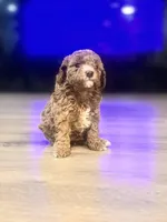 Nari, a female Poodle - Toy  for sale in Spokane Valley, WA – 5 of 5