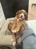 Agi, a male Poodle - Toy  for sale in Spokane Valley, WA – Photo 3 of 7