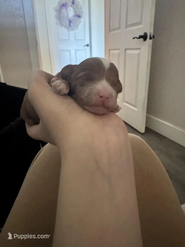 Agi – Poodle - Toy  puppy for sale in Spokane Valley, WA