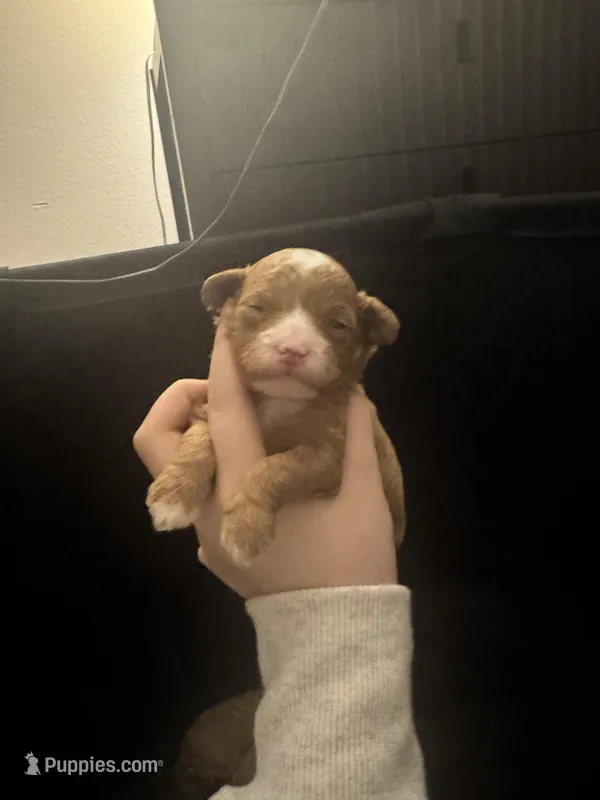 Agi – Poodle - Toy  puppy for sale in Spokane Valley, WA