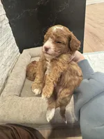 Agi, a male Poodle - Toy  for sale in Spokane Valley, WA – Photo 6 of 7