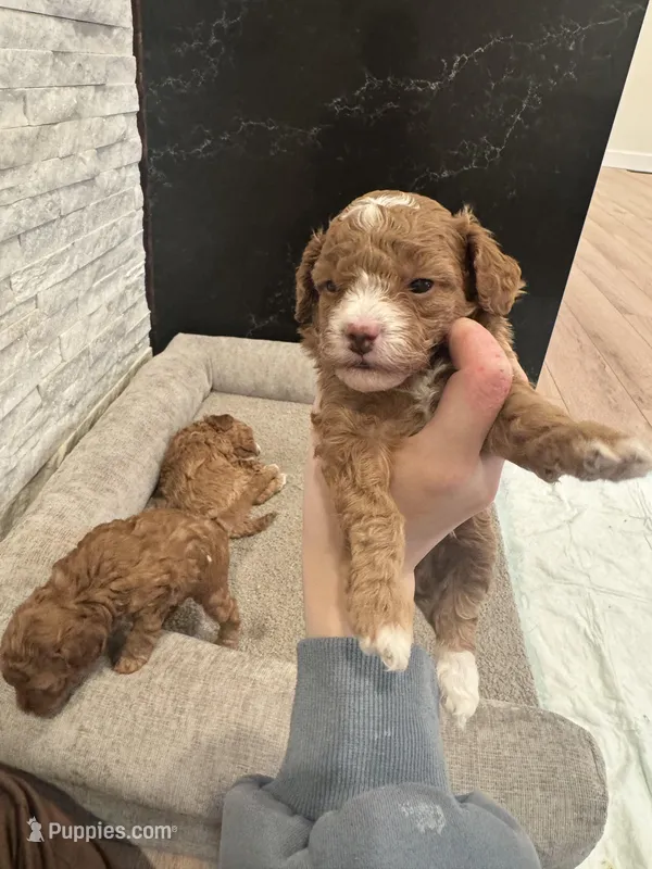 Agi, a male Poodle - Toy  for sale in Spokane Valley, WA – Photo 1 of 7