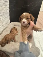 Agi, a male Poodle - Toy  for sale in Spokane Valley, WA – Photo 1 of 7