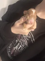 Not named , a male Poodle - Toy  for sale in Spokane Valley, WA – Photo 2 of 3