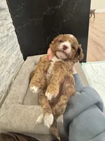 Agi, a male Poodle - Toy  for sale in Spokane Valley, WA – Photo 7 of 7