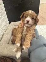 Agi, a male Poodle - Toy  for sale in Spokane Valley, WA – Photo 5 of 7