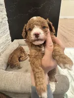 Agi, a male Poodle - Toy  for sale in Spokane Valley, WA – Photo 2 of 7