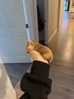 Not named , a male Poodle - Toy  for sale in Spokane Valley, WA – Photo 3 of 3