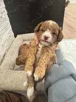 Agi, a male Poodle - Toy  for sale in Spokane Valley, WA – Photo 4 of 7