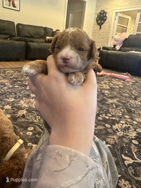 Agi – Poodle - Toy  puppy for sale in Spokane Valley, WA