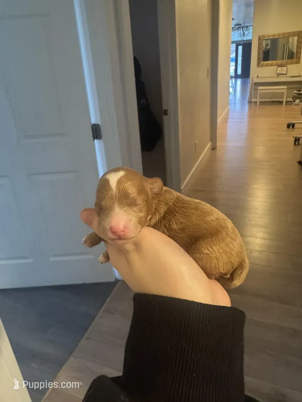 Not named  – Poodle - Toy  puppy for sale in Spokane Valley, WA