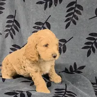 Samwise, a male Cockapoo for sale in Neosho, MO – Photo 2 of 8