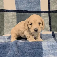 Legolas, a male Cockapoo for sale in Neosho, MO – Photo 3 of 7