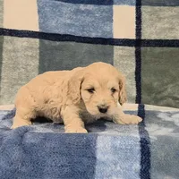 Legolas, a male Cockapoo for sale in Neosho, MO – Photo 4 of 7