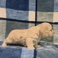 Legolas, a male Cockapoo for sale in Neosho, MO – Photo 5 of 7