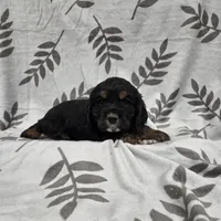 processed/3d70423a-6754-4229-b8dd-52ef806fe8f8/listing/3ab95c33-89ca-446b-8572-4322b6ee5611/1c05541a-6e6c-4923-8bda-038771293203