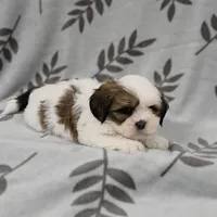 AKC Rosey, a female Lhasa Apso for sale in Neosho, MO – Photo 1 of 4
