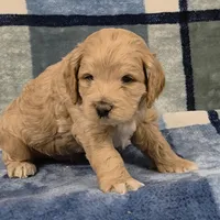 Pippin, a male Cockapoo for sale in Neosho, MO – Photo 6 of 9