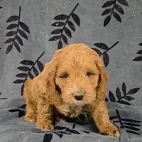 Pippin, a male Cockapoo for sale in Neosho, MO – Photo 2 of 9