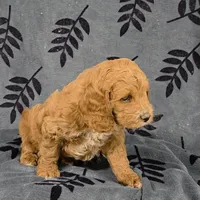 Pippin, a male Cockapoo for sale in Neosho, MO – Photo 1 of 9