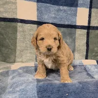 Pippin, a male Cockapoo for sale in Neosho, MO – Photo 4 of 9