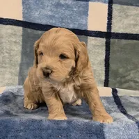 Pippin, a male Cockapoo for sale in Neosho, MO – Photo 7 of 9