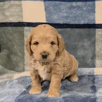 Pippin, a male Cockapoo for sale in Neosho, MO – Photo 5 of 9