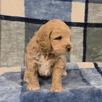 Pippin, a male Cockapoo for sale in Neosho, MO – Photo 3 of 9
