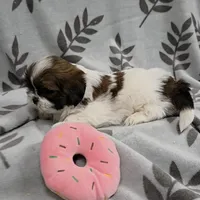 AKC Josie, a female Lhasa Apso for sale in Neosho, MO – Photo 2 of 4