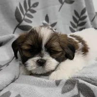 AKC Josie, a female Lhasa Apso for sale in Neosho, MO – Photo 3 of 4