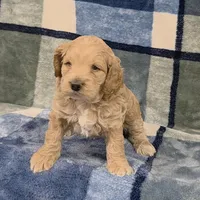 Arwen, a female Cockapoo for sale in Neosho, MO – Photo 6 of 8