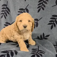 Arwen, a female Cockapoo for sale in Neosho, MO – Photo 1 of 8