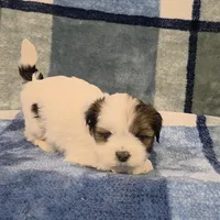 AKC Ozzie, a male Lhasa Apso for sale in Neosho, MO – Photo 4 of 6