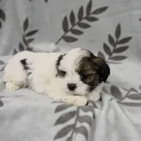 AKC Ozzie, a male Lhasa Apso for sale in Neosho, MO – Photo 2 of 6