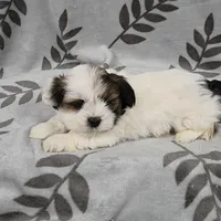 AKC Ozzie, a male Lhasa Apso for sale in Neosho, MO – Photo 3 of 6
