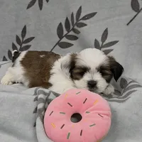 AKC Posey, a female Lhasa Apso for sale in Neosho, MO – Photo 1 of 5