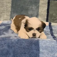 AKC Posey, a female Lhasa Apso for sale in Neosho, MO – Photo 3 of 5